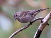 bluefinch_female-3a2c10cc354bdb4f8889b5132d4074cc9c35f74b