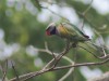 redbreasted-parakeet-1189a4dfc35c2df878f109a7ba2fe920e5ed42da