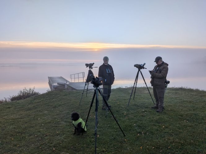 Skådare på både två och fyra ben Foto: Magnus Kjellgren