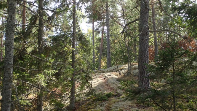 Sumpskog vid Hultåsa Foto: Kenneth Rosén
