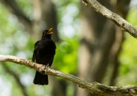 Koltrast Foto: Lena Carslsson