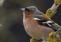 Bofink hanne Foto: Lena Carlsson