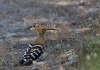 Härfågel Foto: Lena Carlsson