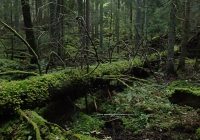 Kraskögle Foto: Kenneth Rosén