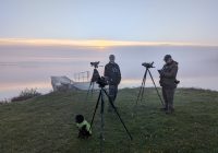 Skådare på både två och fyra ben Foto: Magnus Kjellgren
